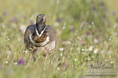 Little Bustard (Tetrax tetrax)