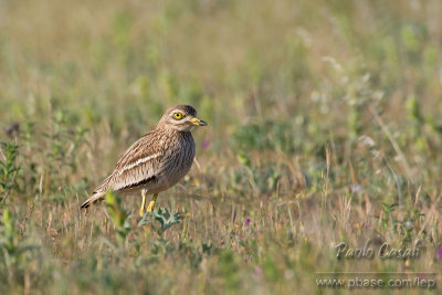 Extremadura 2010 - Spain