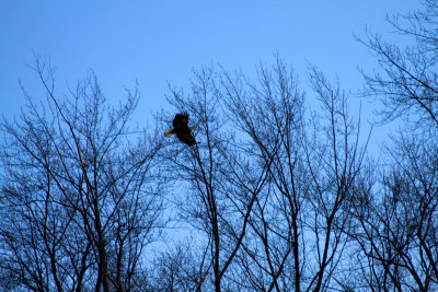 A Charles Place eagle I saw on 1.31.2010