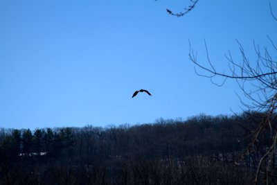 A Charles Place eagle I saw on 1.31.2010