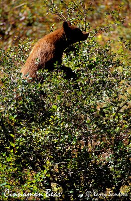 Cinnamon-Bear-Moose-Junctio_1.jpg