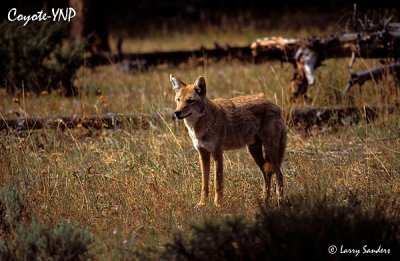 Coyote_1.jpg