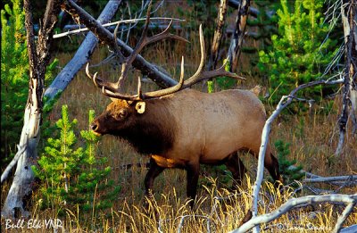 YNP-Bull-Elk3_1.jpg