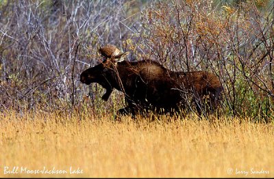 YNP-Bull-Moose2_1.jpg