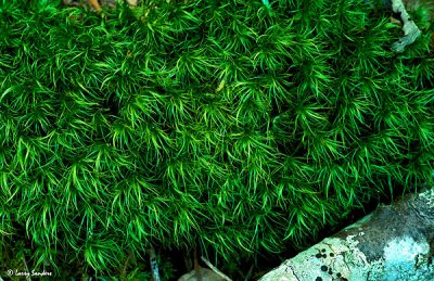 Natures-abstract.jpg