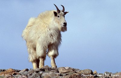 g3/61/947761/3/122565185.a6T4NN7D.jpg