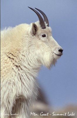g3/61/947761/3/122565186.yuliKcUY.jpg