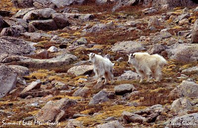 Summit-Lake-Mtn.-Goats.jpg