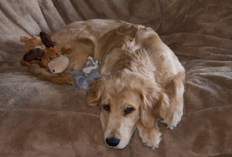 Couch Potato