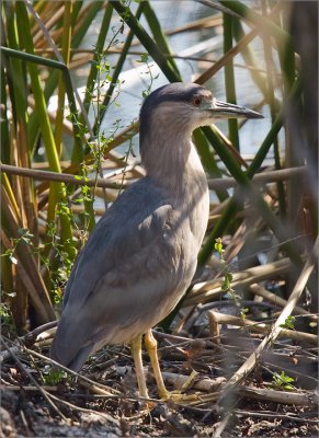 Egrets & Herons
