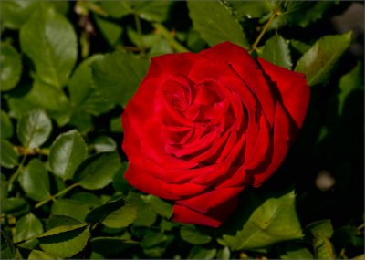 A Red Rose