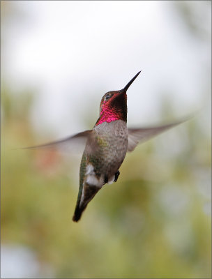 Hummingbird