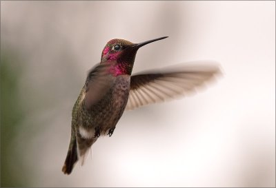 Hummingbird