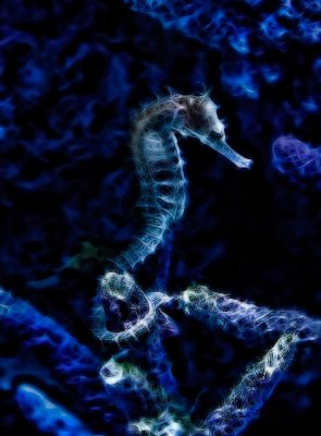 Seahorse