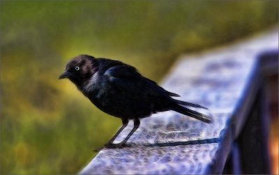 Blackbird