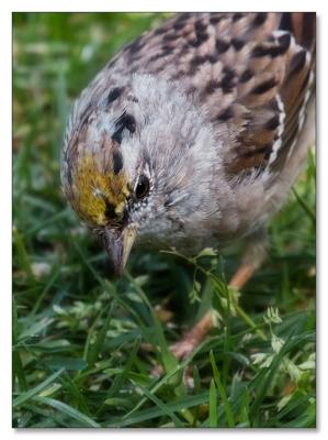 Foraging