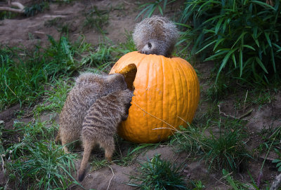 Pumpkin Carvers