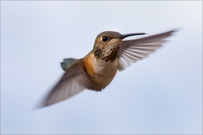 2008 Allens Hummingbird