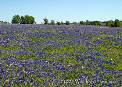 Texas Wildflower Report 2009