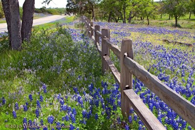 Bluebonnets and Fence - SH 29