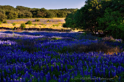 Evening Bluebonnet Meadow