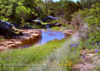 Creekside Bluebonnets