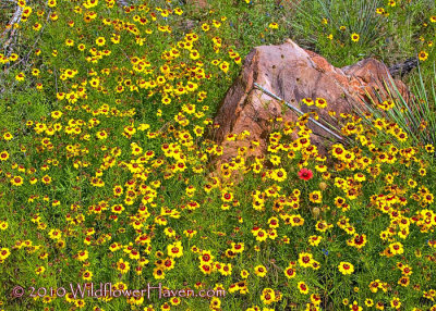 Coreopsis and Rock