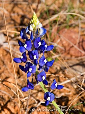 First Bluebonnet Mason County