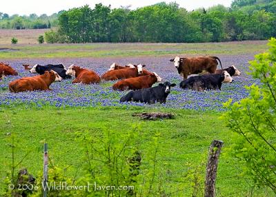 Cows Resting in Bluebonnets