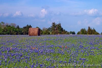 Hay and Bluebonnets