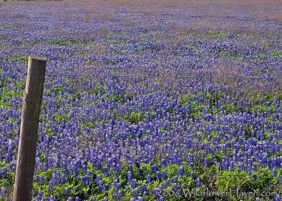 Bluebonnet Pasture