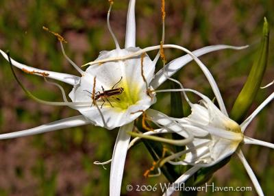 Spider Lily and Bug