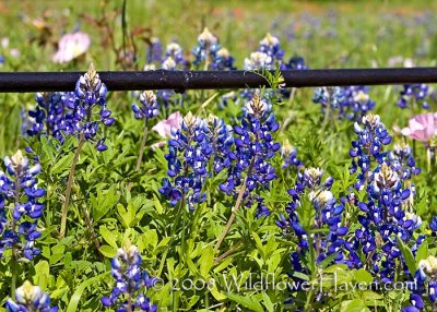Ennis - Bluebonnets Share the Stage