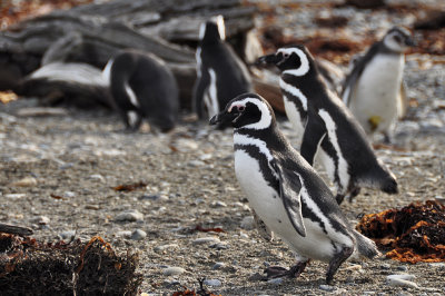 Pinguino de Magallanes (Magellanic Penguin)