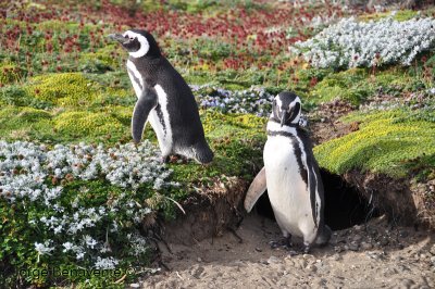 Pinguino de Magallanes (Magellanic Penguin)