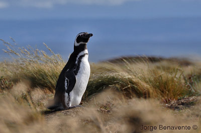 Pinguino de Magallanes (Magellanic Penguin)