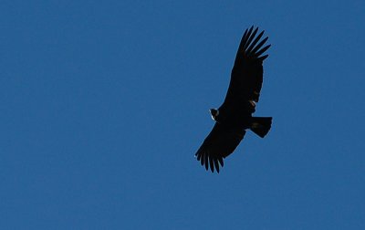 Condor en la Patagonia, Chile