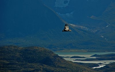 Condor en Torres del Paine, Chile