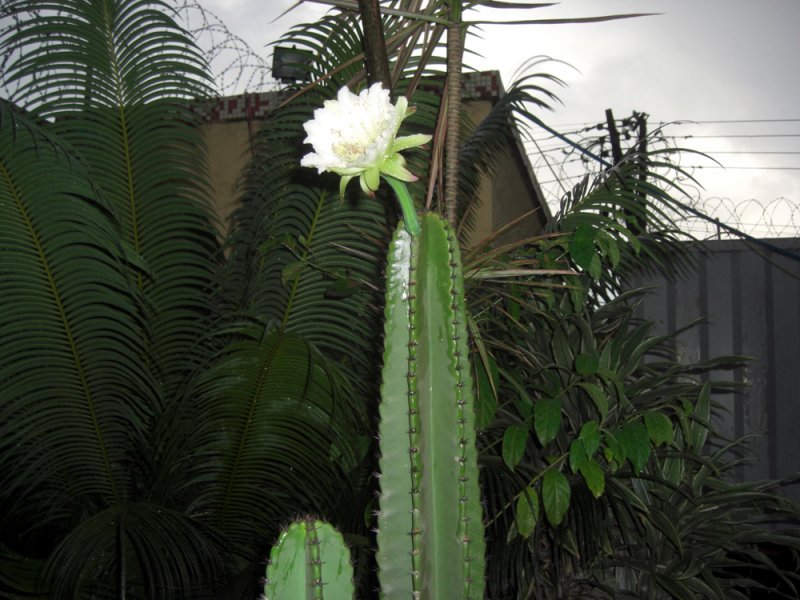 The Cactus Flower