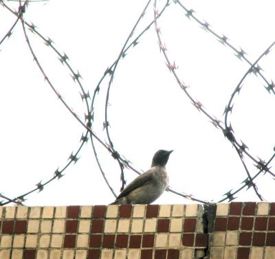 In between the Barbed wire