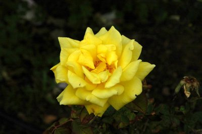 g3/62/178662/3/111403433.e47W8MD4.jpg