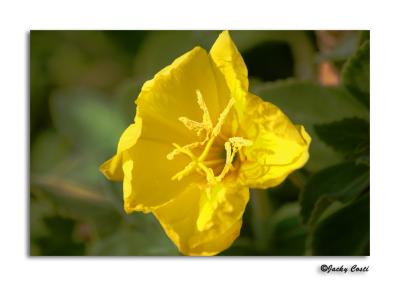 Yellow flower.
1/1250s f/6.3 at 300.0mm