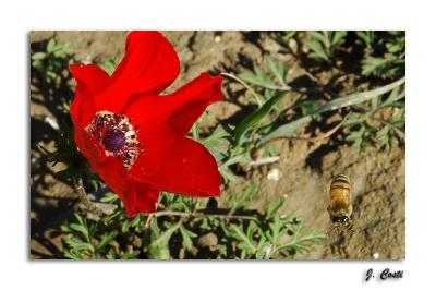 Anemone and the bee on the right.
1/640s f/8.0 at 70.0mm