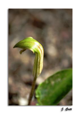 The Priest's Hood or Arum.
1/1250s f/5.6 at 195.0mm