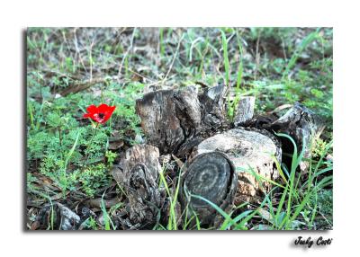 The stump and the flower.
1/250s f/4.0 at 70.0mm