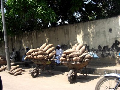 Cassava Stands