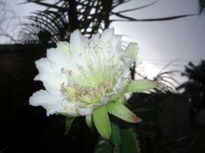 The Cactus Flower