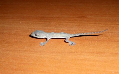 Tiny Lizard on my desk