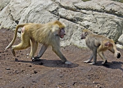 baboons of Brooklyn_11.jpg