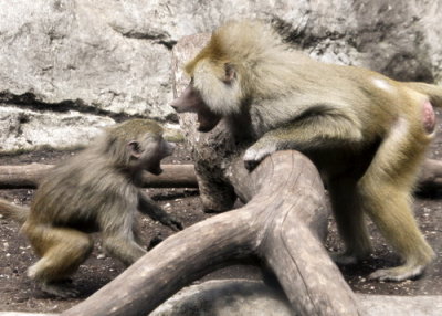 baboons of Brooklyn_08.jpg